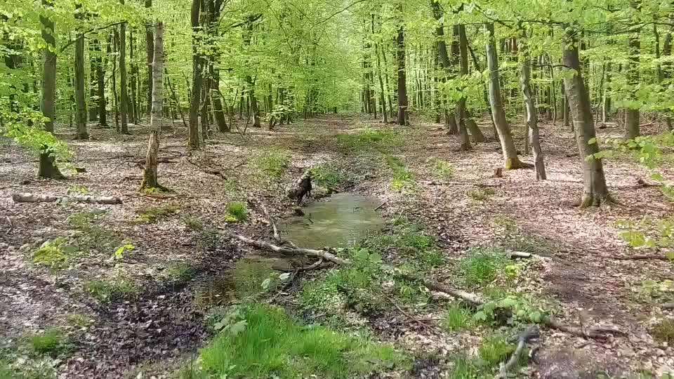 Dogorama-Monats-Challenge-Mai "Wasser"-Beitrag-Bild