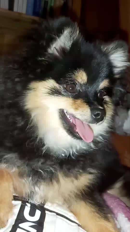 Fotochallenge Nr. 59 - Mein Hund zeigt die Zunge-Beitrag-Bild