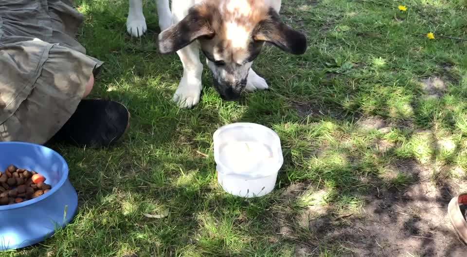 Zeigt hier Euer liebstes Video Eurer Hunde-Beitrag-Bild