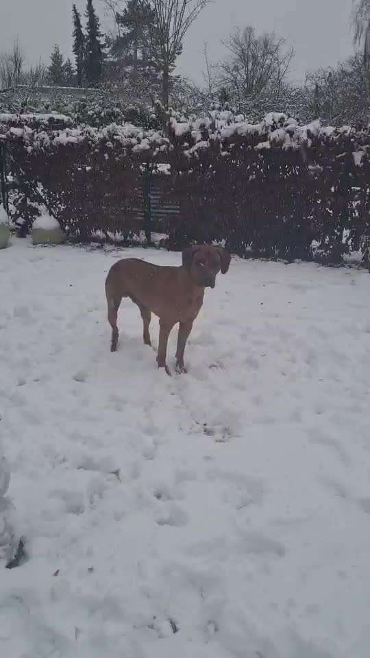 Rhodesian Ridgeback-Beitrag-Bild