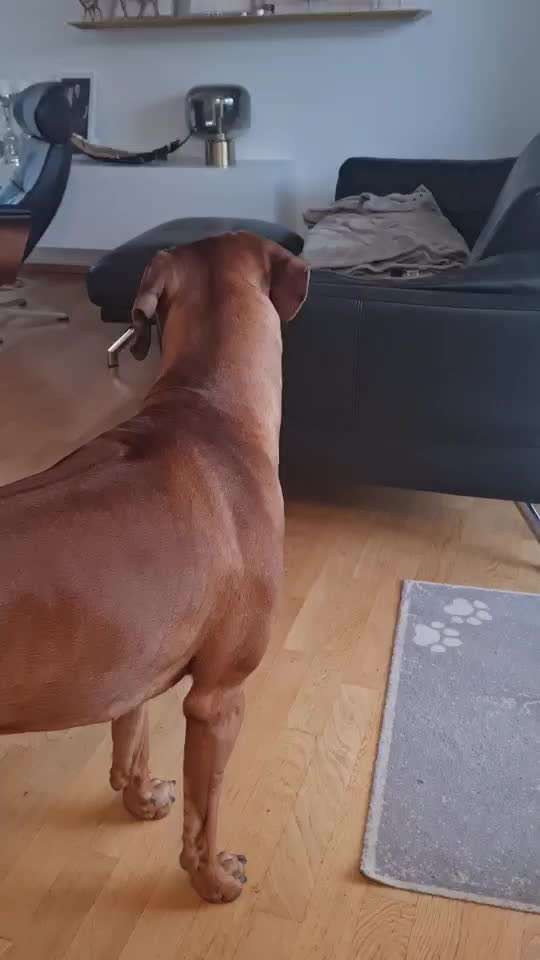 Rhodesian Ridgeback-Beitrag-Bild