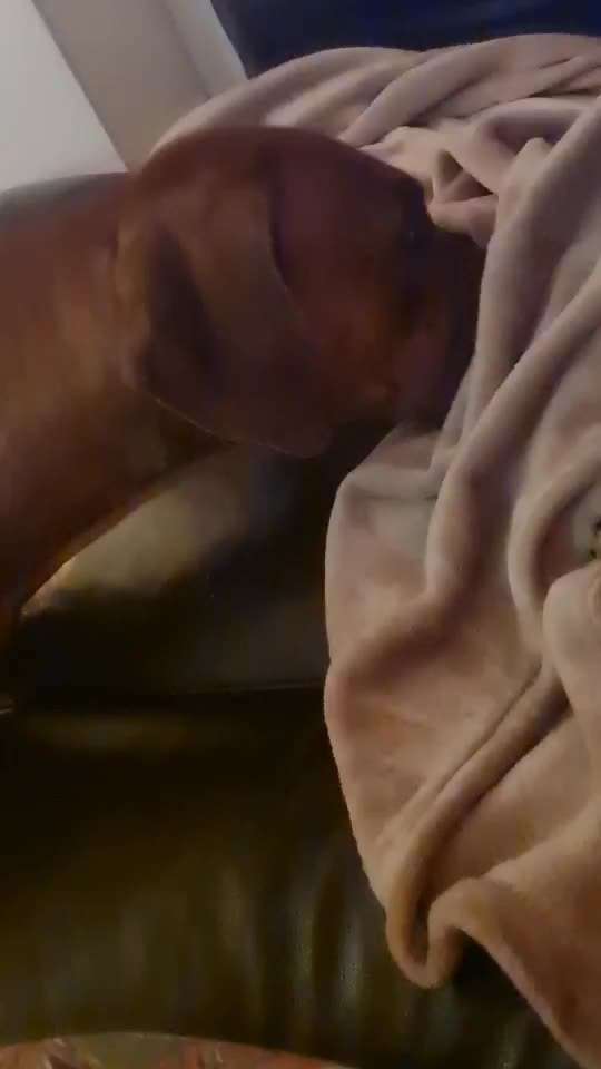 Rhodesian Ridgeback-Beitrag-Bild