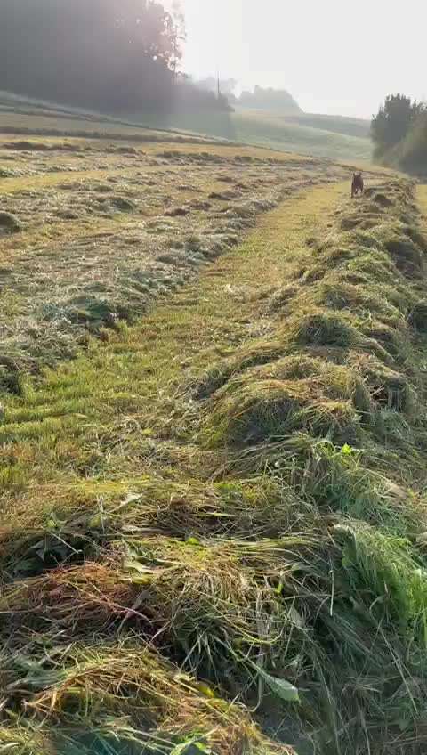 Rhodesian Ridgeback-Beitrag-Bild