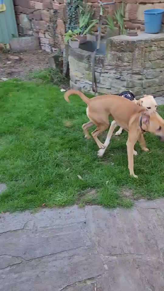 TierschutzhundeStammtisch🐕-Beitrag-Bild