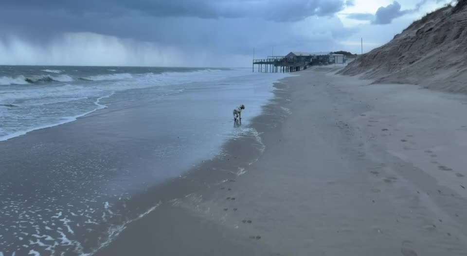 aktuelles Foto Gruppe Reisen mit Hund