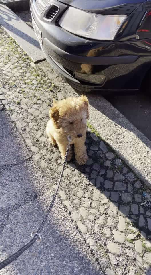 Zeigt her eure Pudel und Pudelmischlinge (:-Beitrag-Bild