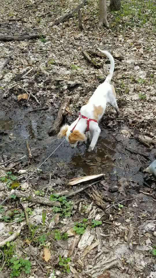 Dogorama-Monats-Challenge-Mai "Wasser"-Beitrag-Bild