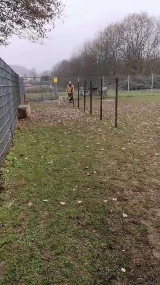 Gibt es Agility Fans unter uns ?-Beitrag-Bild