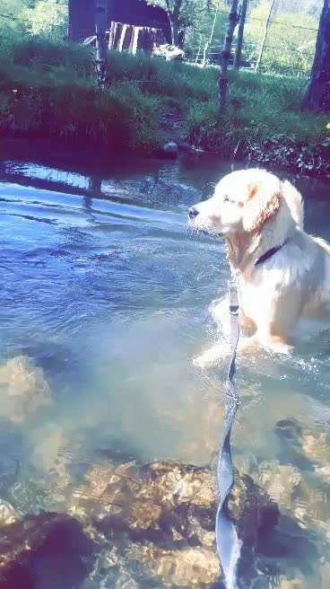 Hunde im Urlaub-Beitrag-Bild