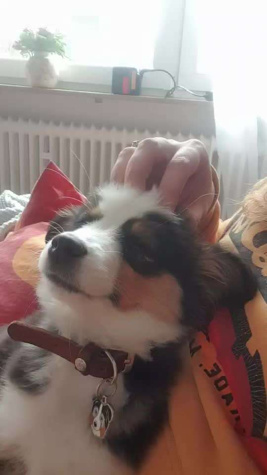 Rassen und ihre Eigenschaften-Beitrag-Bild