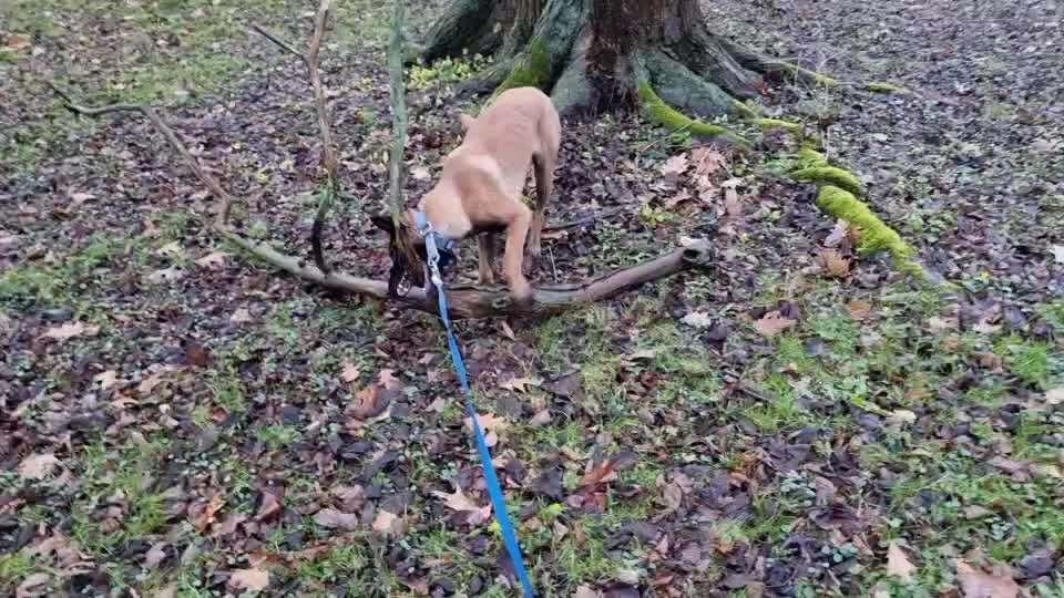 19. Video Challenge  "urkomische Hunde zum Brüllen lustig"-Beitrag-Bild