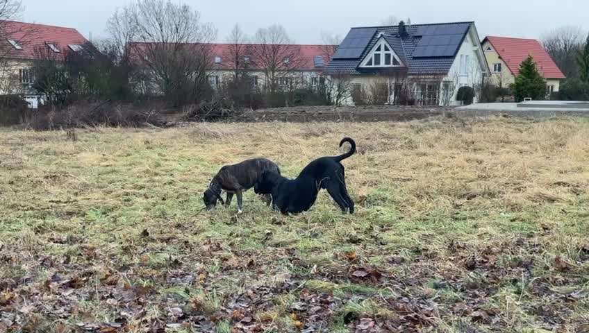 BIG LOVE :) mit 2 Hunden❣️-Beitrag-Bild