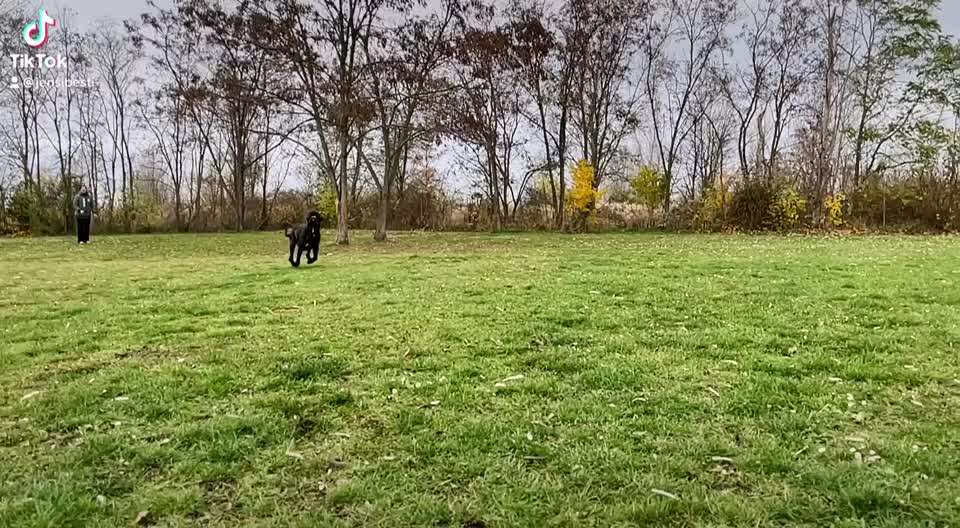 Zeig dein Hund mit seinem Lieblingsspielzeug-Beitrag-Bild