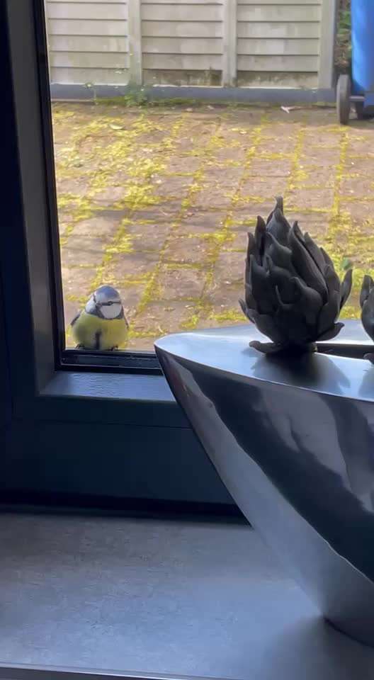 Rasenroboter-Beitrag-Bild