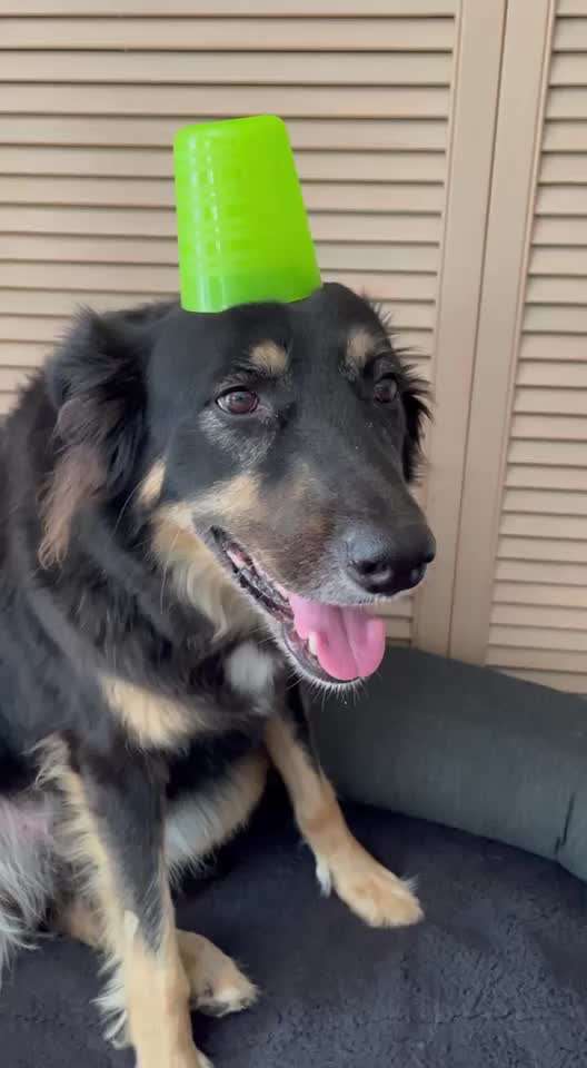 41. Handy Video Challenge-Beitrag-Bild