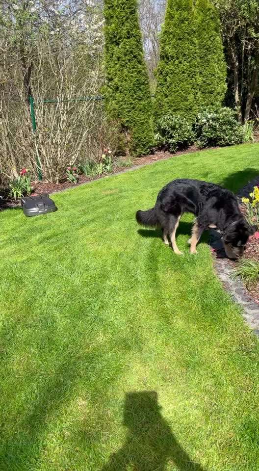 Rasenroboter-Beitrag-Bild