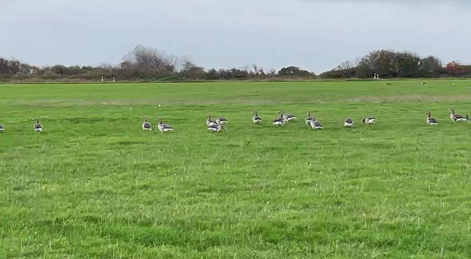 Impulskontrolle Challenge Nr 20: Jagdreiz/Bewegungsreiz aushalten-Beitrag-Bild