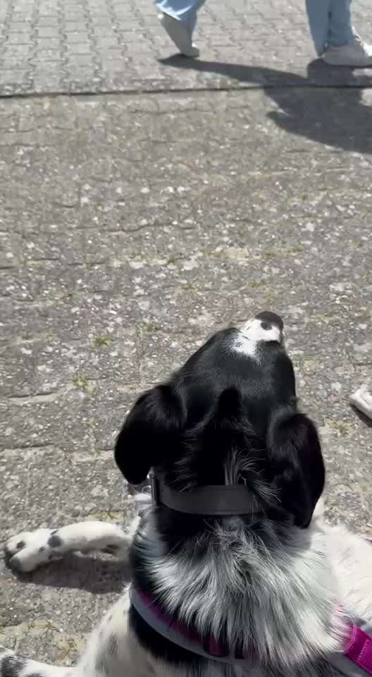 54. Impulskontrollchallenge  PAUSE MACHEN !-Beitrag-Bild