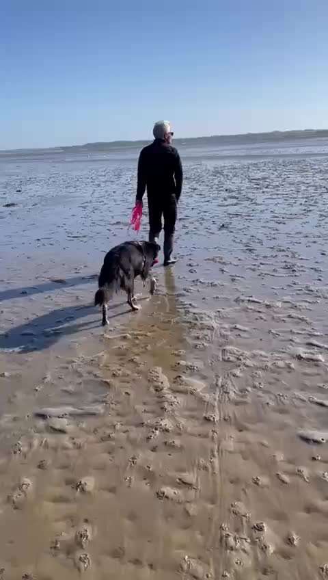 Gaga Hund am Meer-Beitrag-Bild