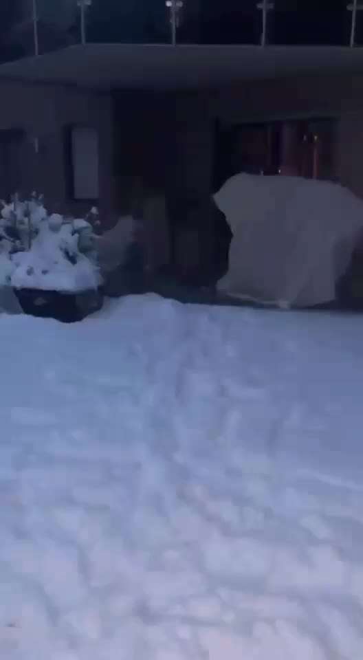 Action-Fun Hund- Aventskalender-Beitrag-Bild