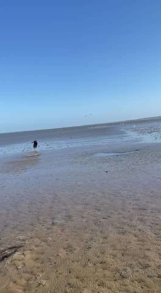 55. Video Challange: lustiges Video/Lieblingsvideo-Beitrag-Bild