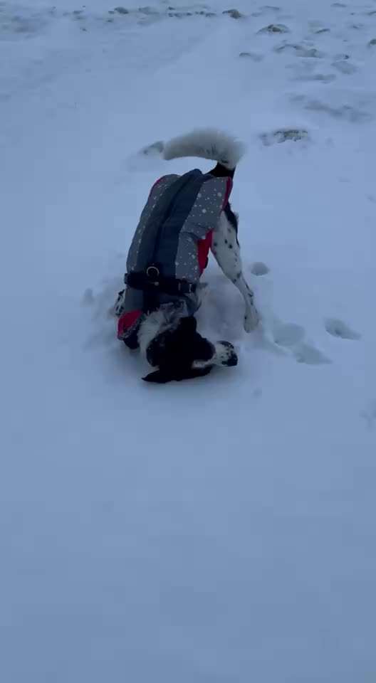 Nur die harten kommen in den Garten-Beitrag-Bild