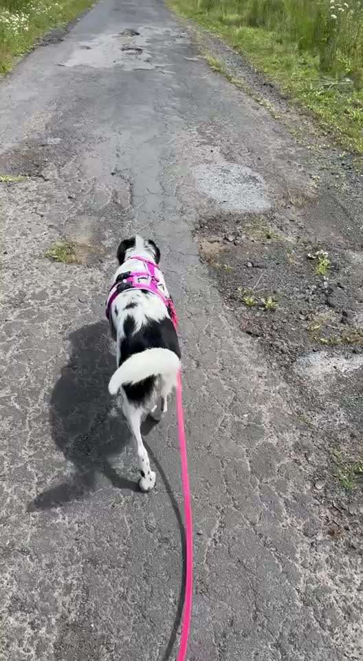 Gangbild/-analyse-Beitrag-Bild