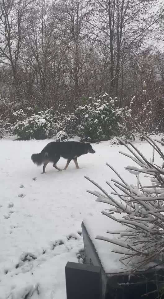 Mein Junghund flippt im Schnee total aus-Beitrag-Bild