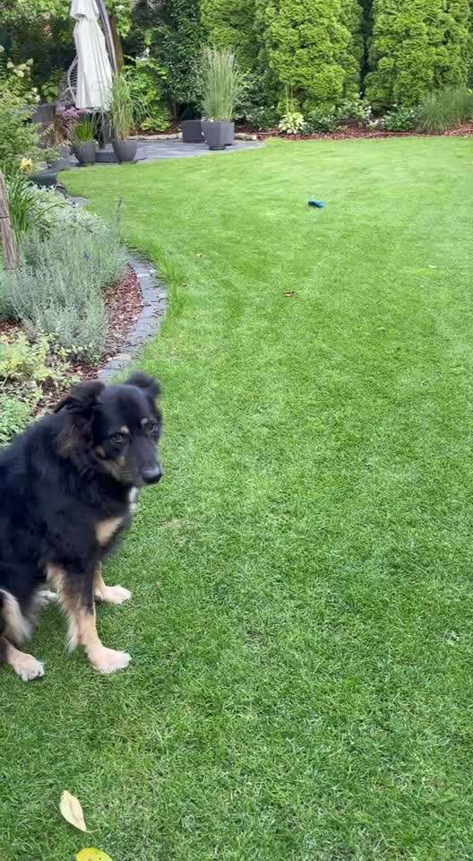 33 .Impulskontroll Übung " Abruf vom Reiz "-Beitrag-Bild