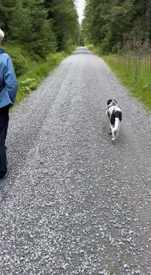 Gangbild/-analyse-Beitrag-Bild