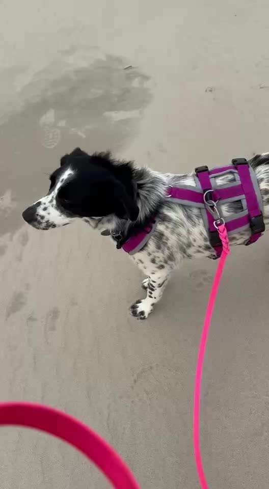 54. Impulskontrollchallenge  PAUSE MACHEN !-Beitrag-Bild