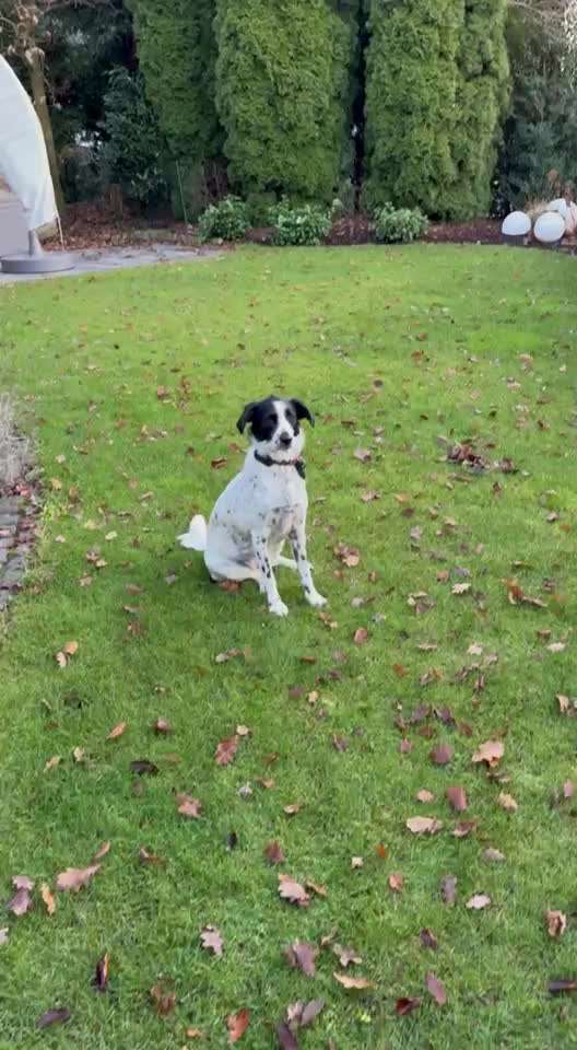 82. Trickspiel : Bleib!-Beitrag-Bild