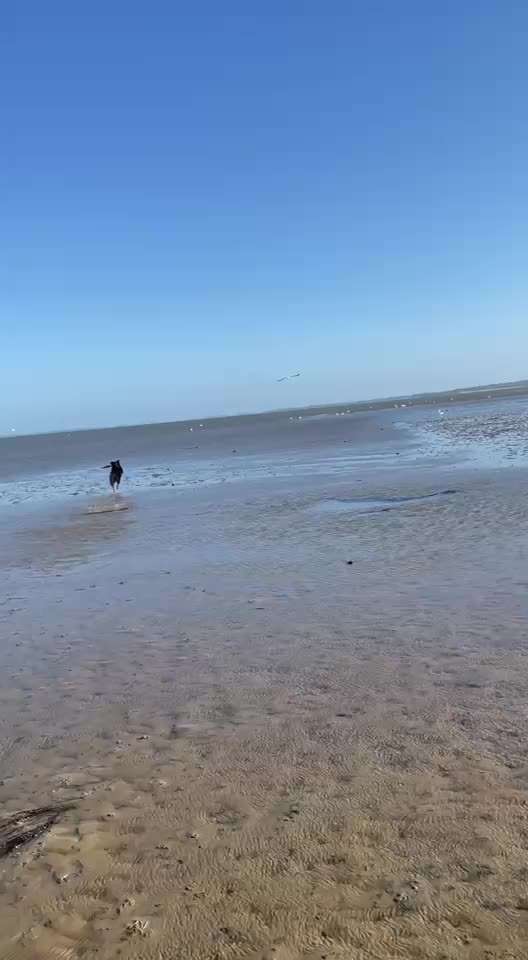 Gaga Hund am Meer-Beitrag-Bild