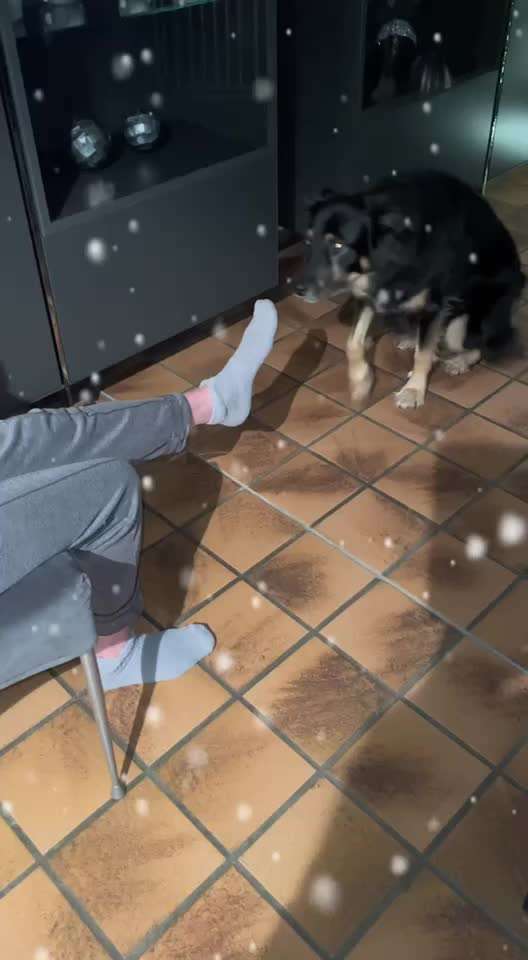 Action-Fun Hund- Aventskalender-Beitrag-Bild