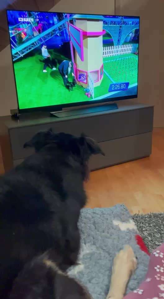 Handy Video Challenge Nr. 39- Bellen u.s.w.-Beitrag-Bild