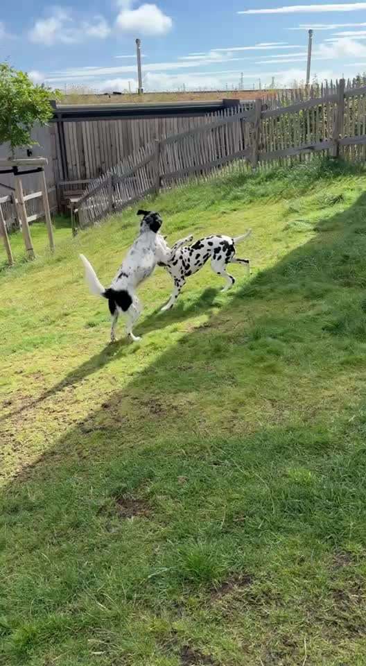 Spielen mit Laufleine 10 m-Beitrag-Bild