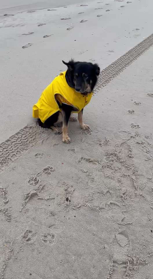 45. Tricktraining - Apportieren-Beitrag-Bild