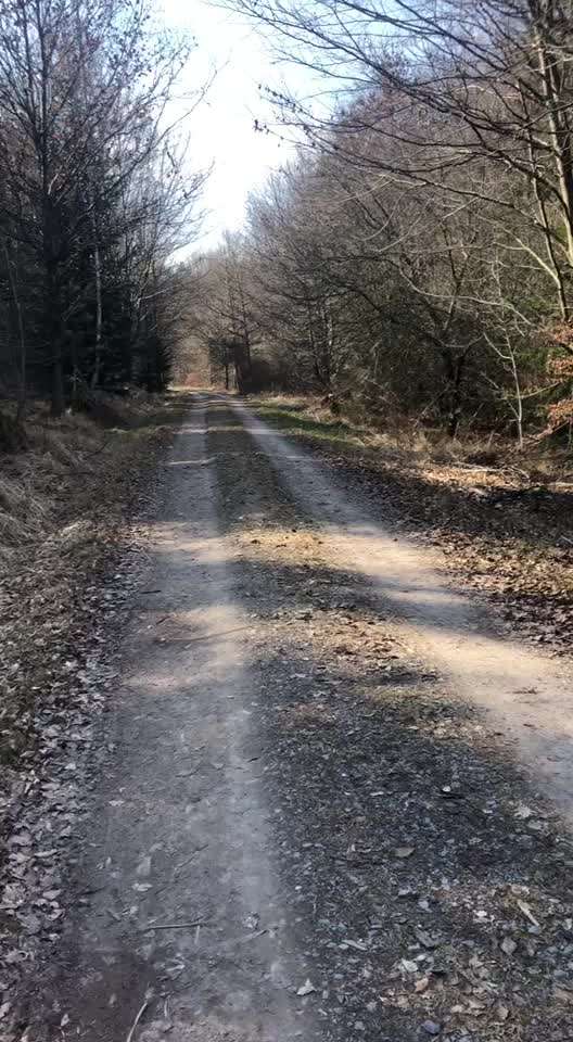 Hund fiept beim Spaziergang in einer Tour-Beitrag-Bild