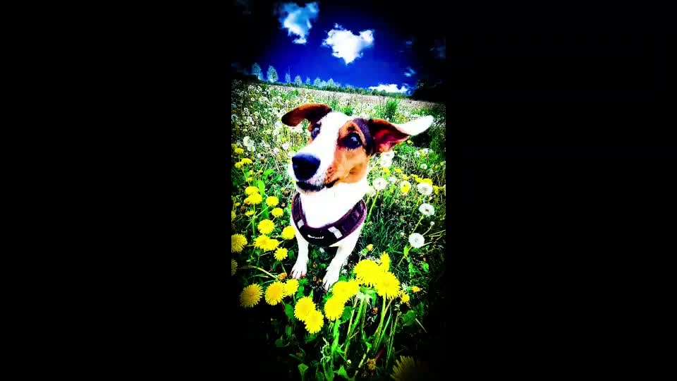 Zeigt hier Euer liebstes Video Eurer Hunde-Beitrag-Bild