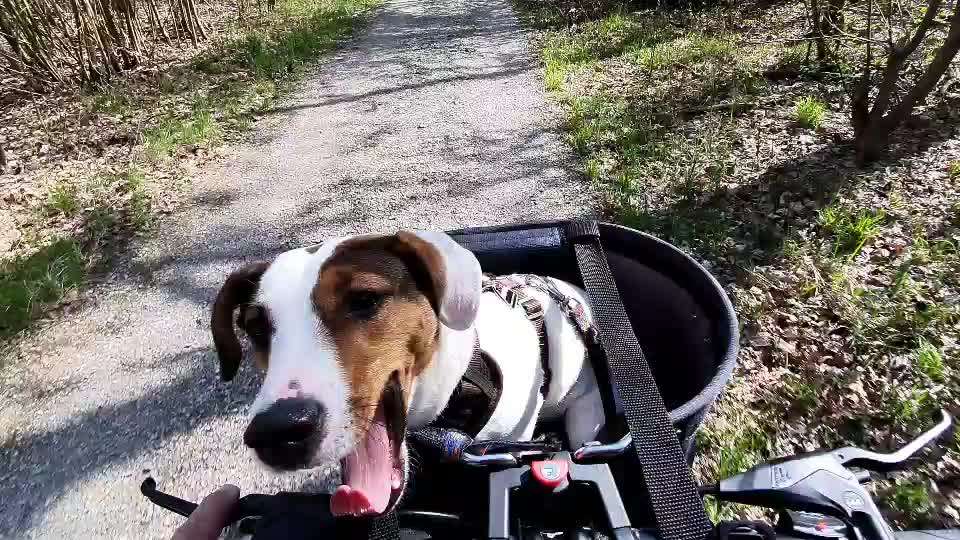 Fahrradtour mit dem Hund-Beitrag-Bild