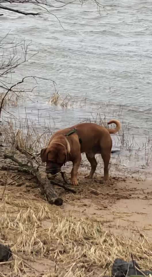 Bordeaux Dogge-Beitrag-Bild