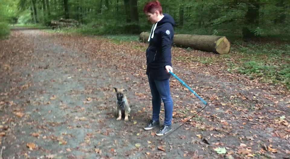 Spiele und Action für Jagdhunde rassen, die nicht jagdlich geführt werden: ab wann kann man anfangen-Beitrag-Bild