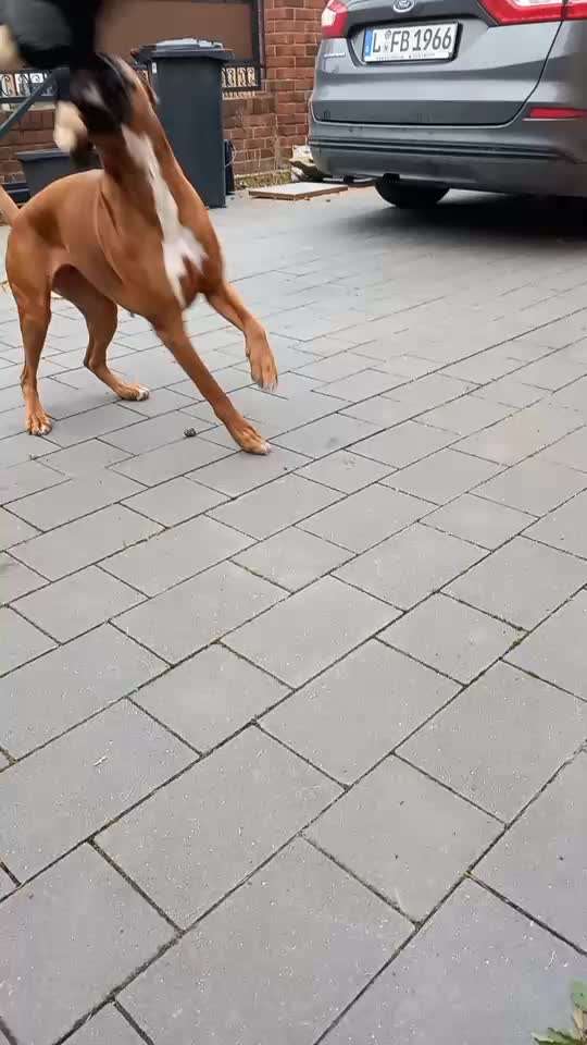 Auslandstierschutz-Beitrag-Bild