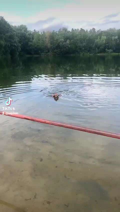 Dogorama Video Challenge: Lustige Wasser Videos-Beitrag-Bild