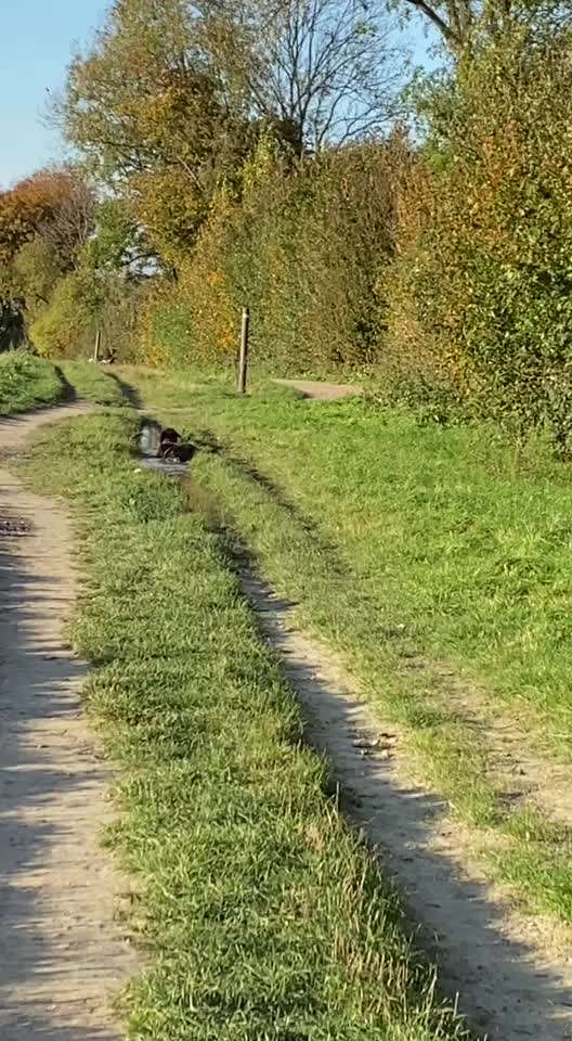 Wo sind die Riesenschnauzer?-Beitrag-Bild