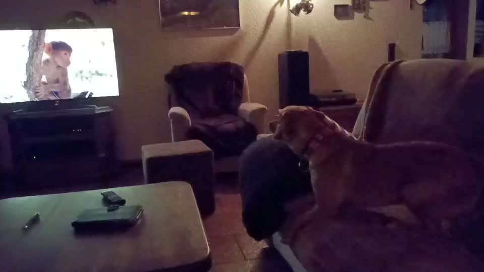 Handy Video Challenge Nr. 39- Bellen u.s.w.-Beitrag-Bild