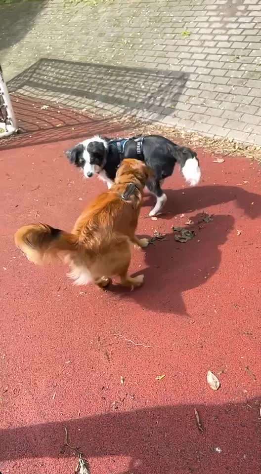 Analyse & Interpretation von Verhalten-Beitrag-Bild