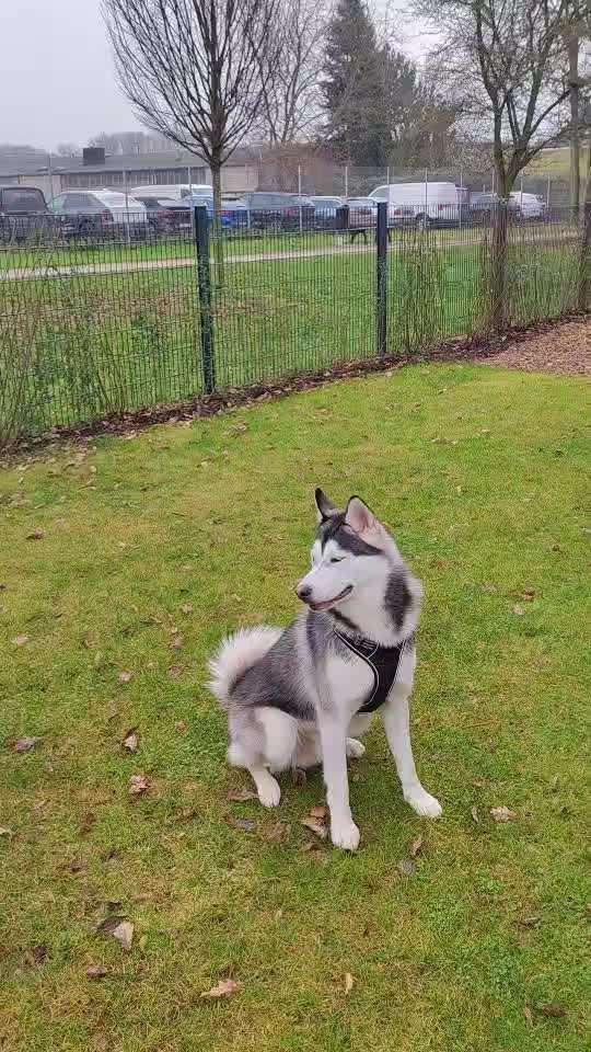 Dogorama Photo Challenge - Tricks, Tricks & Tricks!-Beitrag-Bild