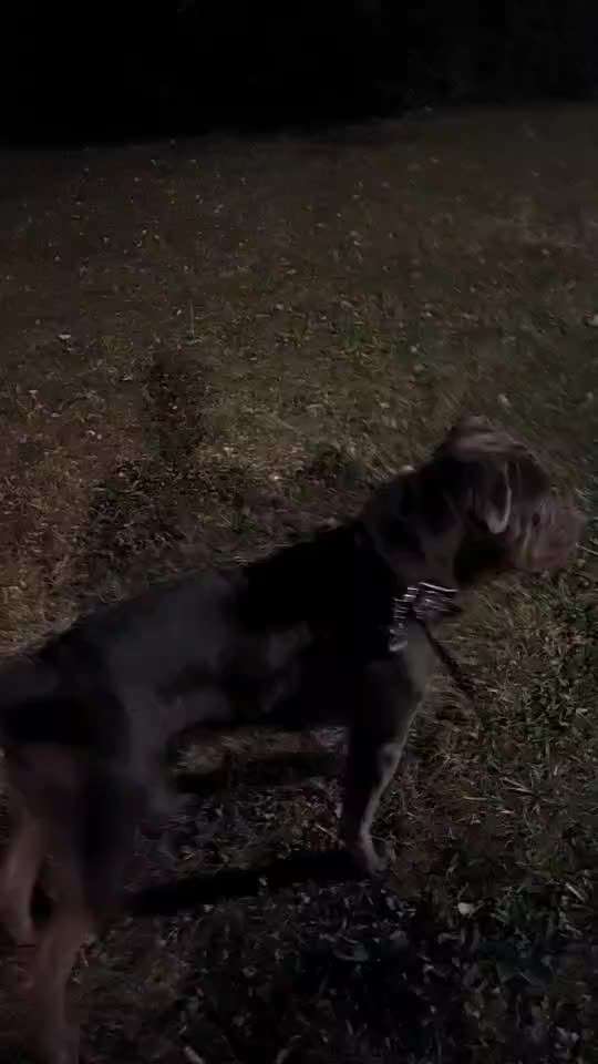 wachsame Hunderassen-Beitrag-Bild