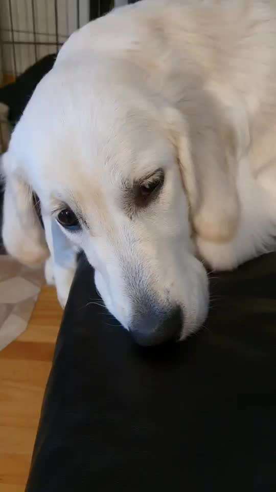 Wo sind die Golden Retriever Liebhaber?-Beitrag-Bild